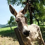 Glamping Savinja ホリデーパーク Ljubno