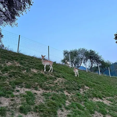 Glamping Savinja Prázdninový areál *