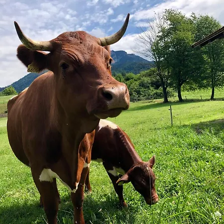 Glamping Savinja Holiday park Ljubno