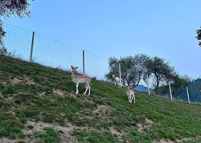 Glamping Savinja Počitniški park *