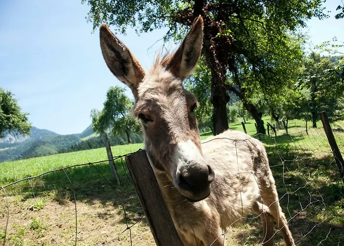 Glamping Savinja Vakantiepark Ljubno